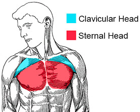 Read more about the article Pec Major Sternal