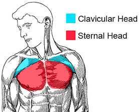 Pec Major Sternal