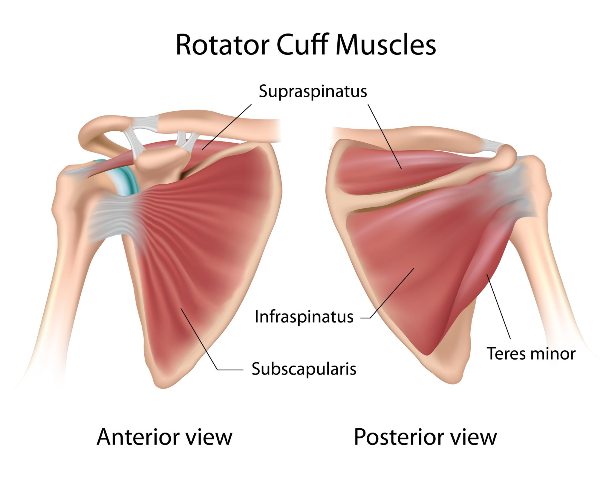 rotator cuff physical therapy